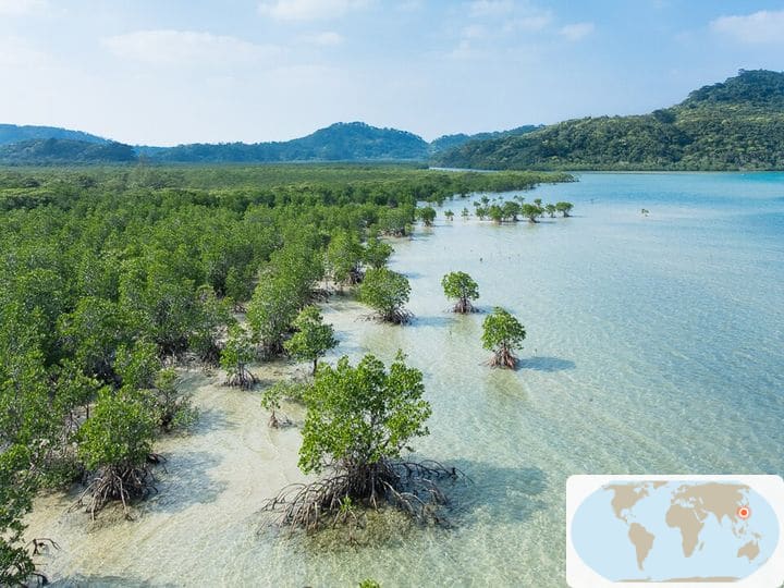 奄美大島、徳之島、沖縄島北部及び西表島