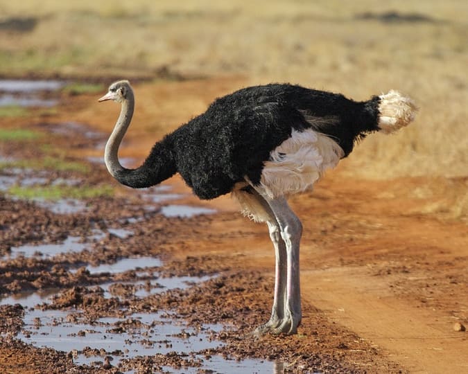 ダチョウ