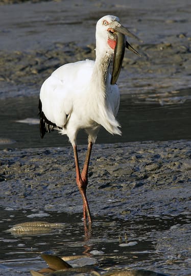 コウノトリ