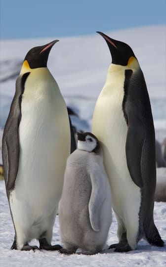 コウテイペンギン