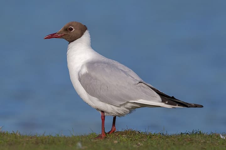 ユリカモメ