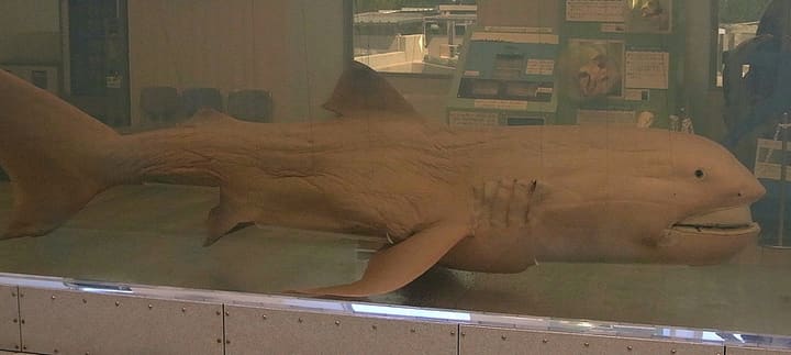 メガマウス