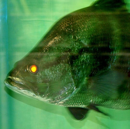 アカメ