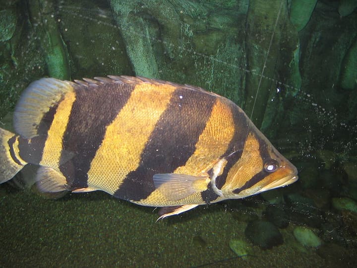 ダトニオ