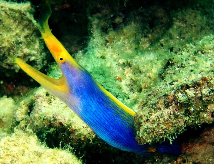 ハナヒゲウツボ