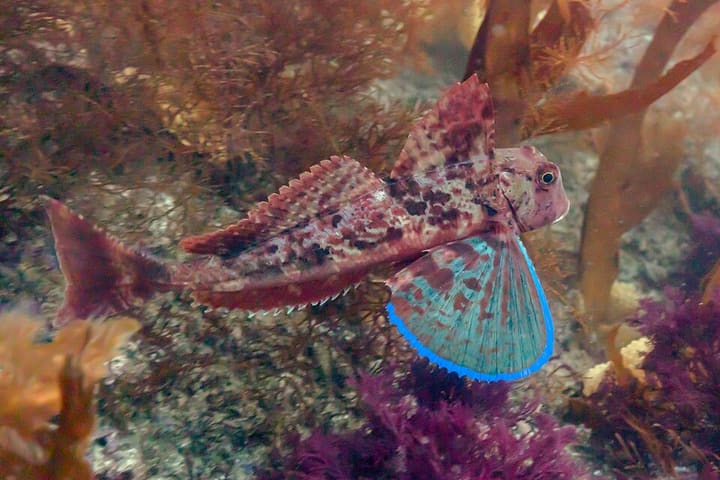 ホウボウ