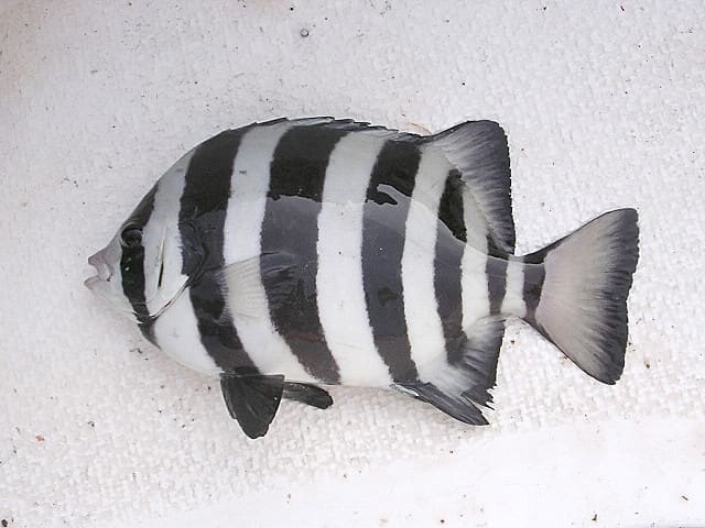 イシダイ