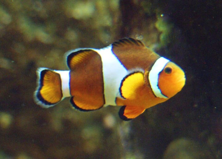 カクレクマノミ