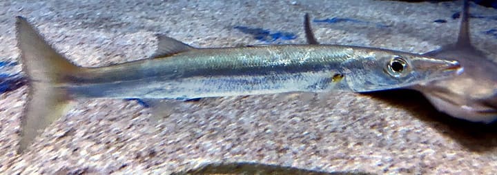 カマス