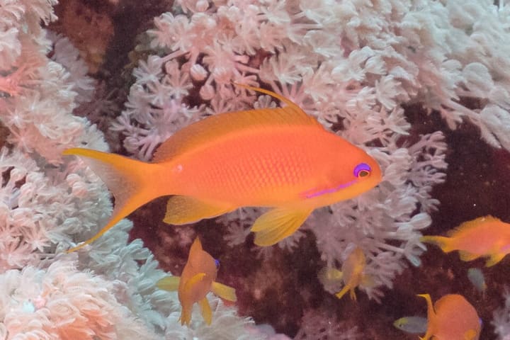 キンギョハナダイ
