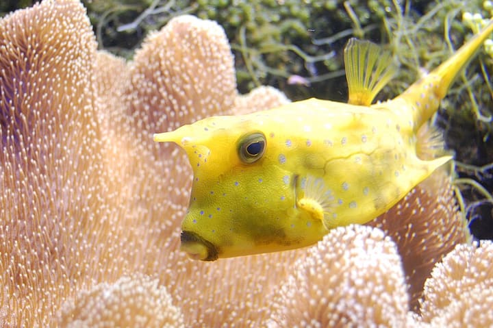 コンゴウフグ