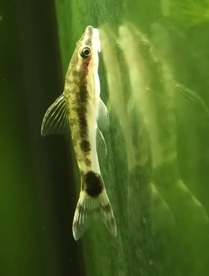 オトシンクルス