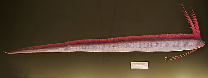 リュウグウノツカイ