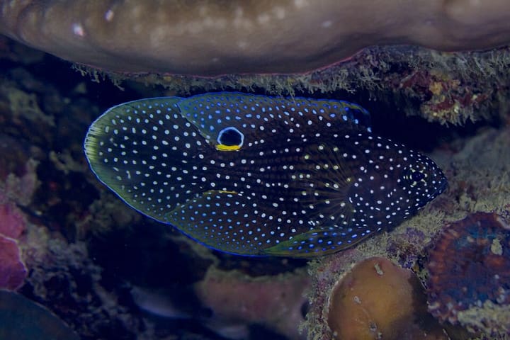 シモフリタナバタウオ