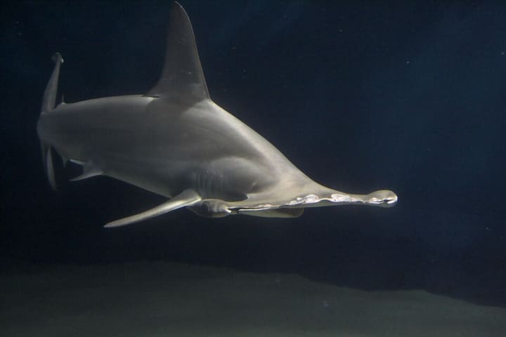 シュモクザメ