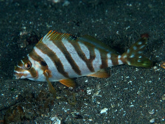 タカノハダイ