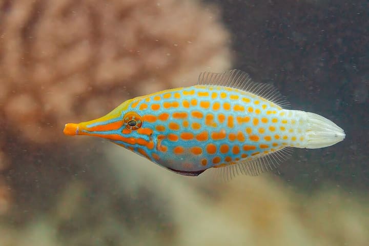 テングカワハギ