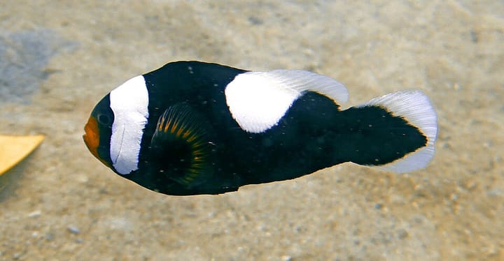 トウアカクマノミ