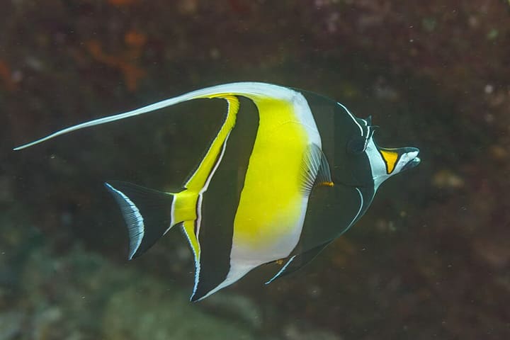 ツノダシ