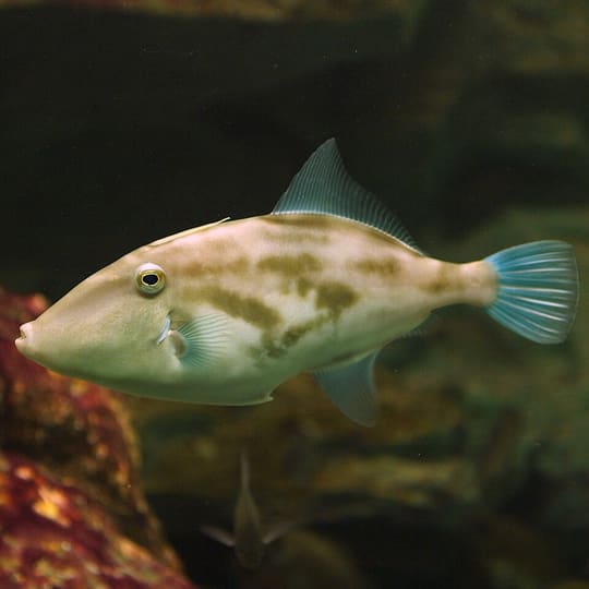 ウマヅラハギ