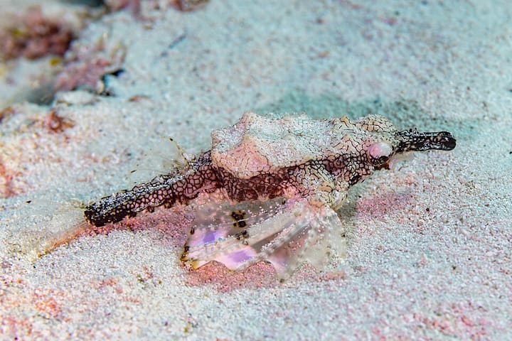 ウミテング