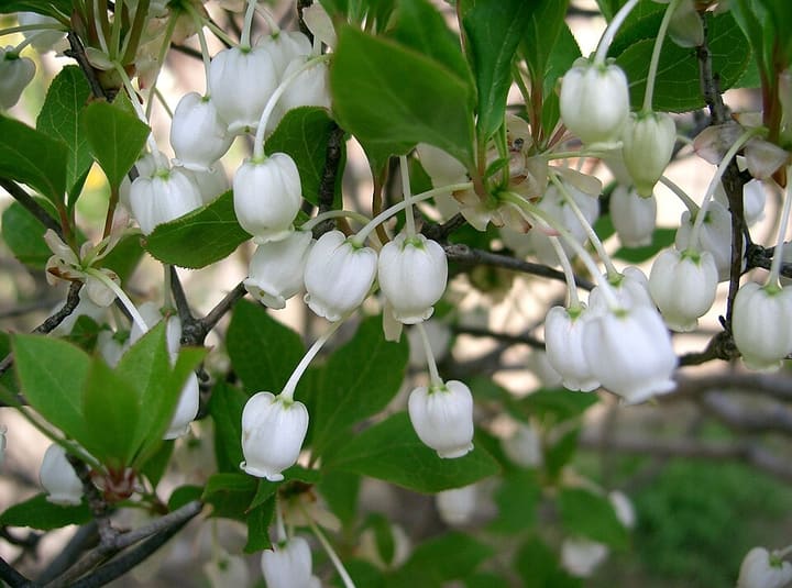 ドウダンツツジ