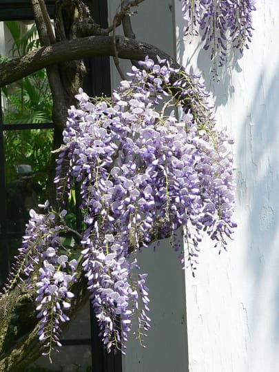 フジ