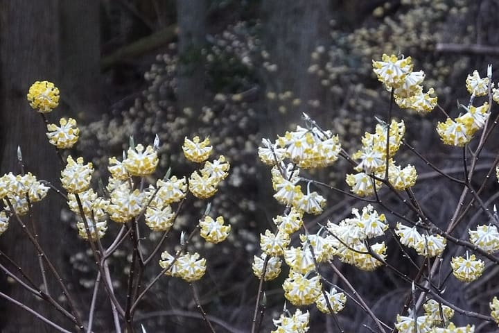 ミツマタ
