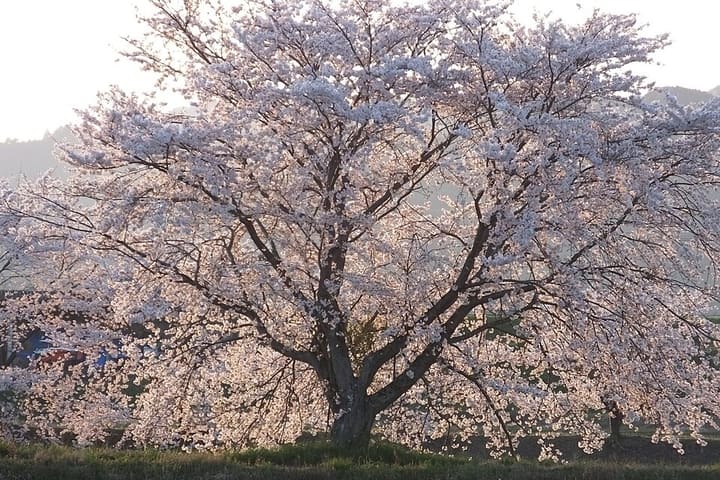 サクラ