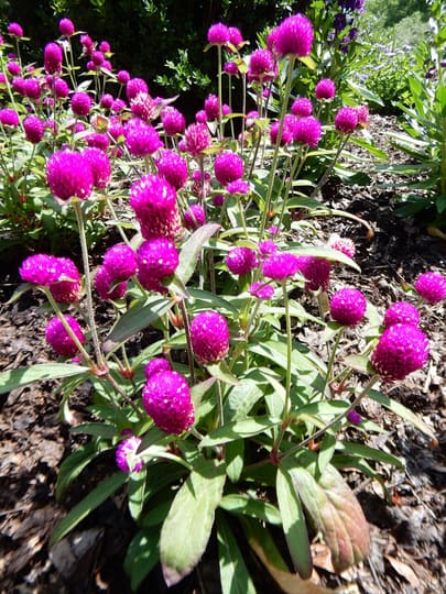 センニチコウ