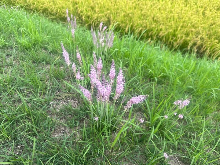 ツルボ