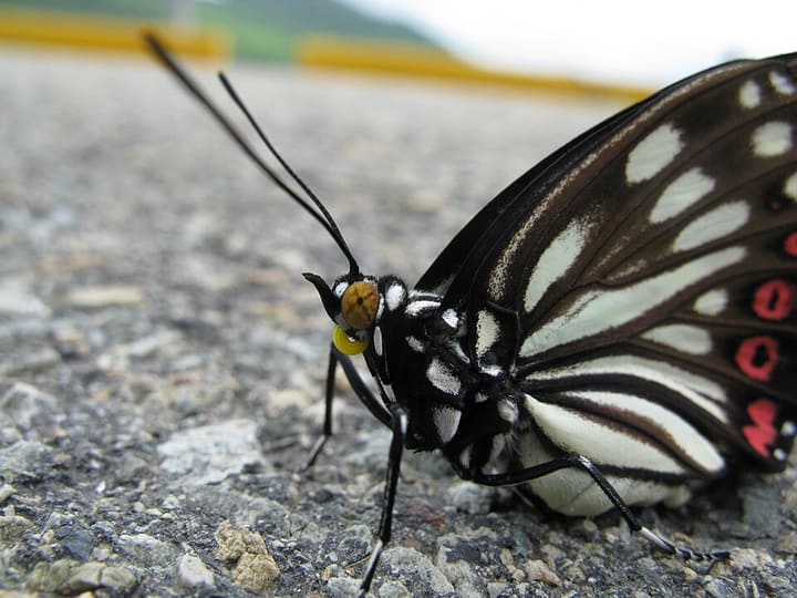 アカボシゴマダラ