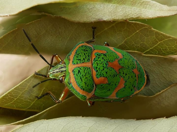アカスジキンカメムシ