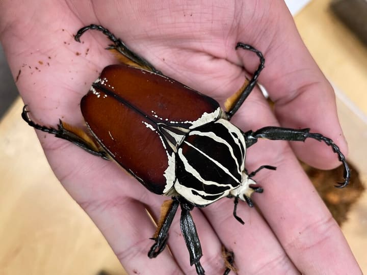 ゴライアスオオツノハナムグリ
