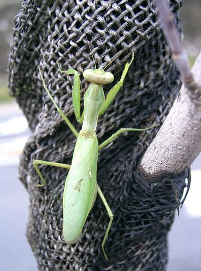 ハラビロカマキリ