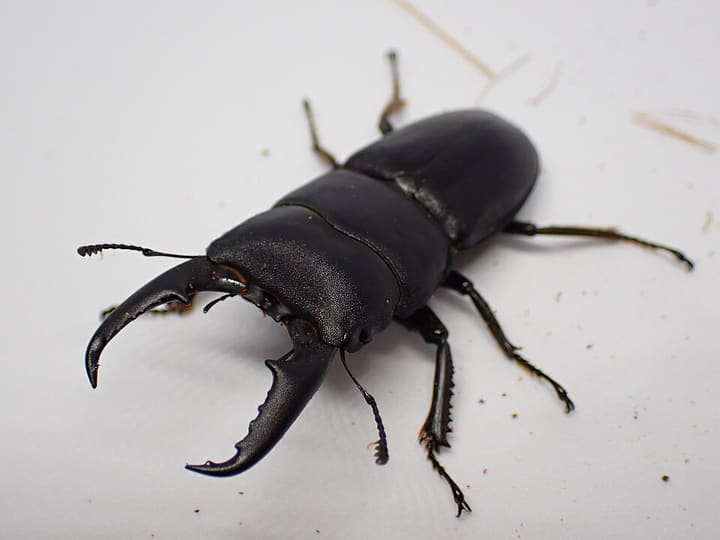 ヒラタクワガタ