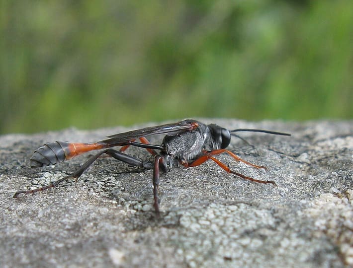 ジガバチ
