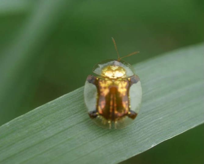 ジンガサハムシ