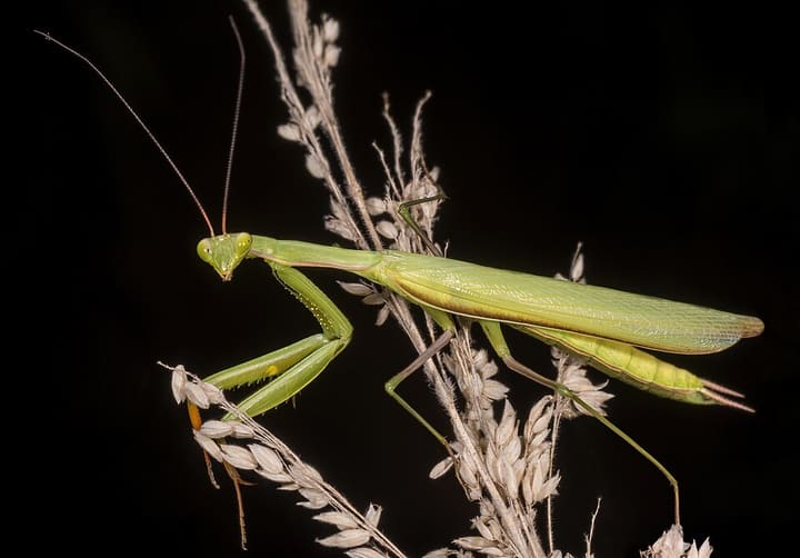 カマキリ