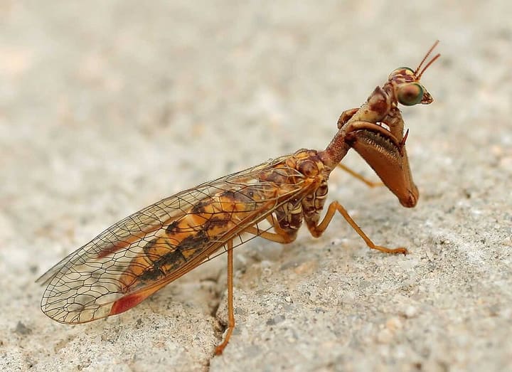 カマキリモドキ
