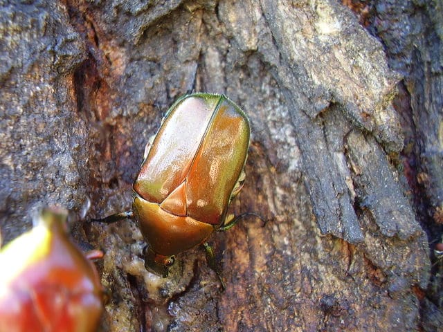 カナブン