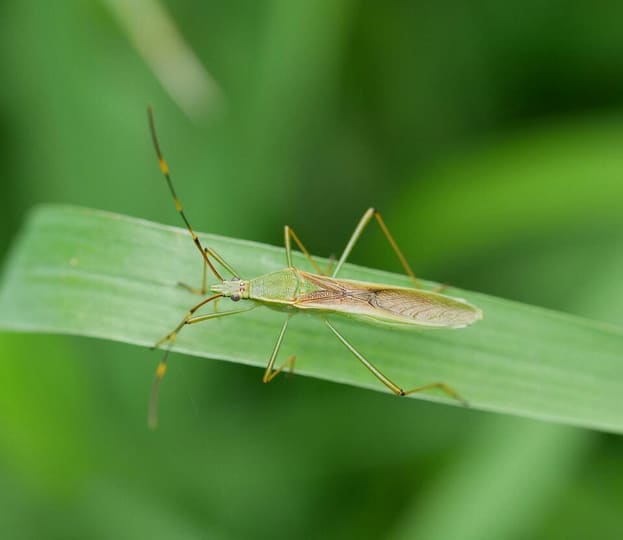 クモヘリカメムシ