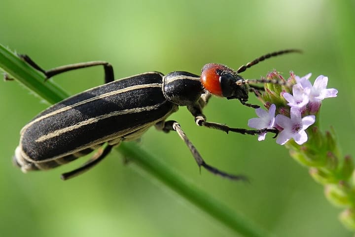 マメハンミョウ