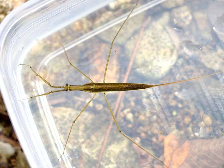 ミズカマキリ