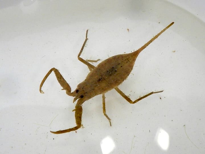 タイコウチ