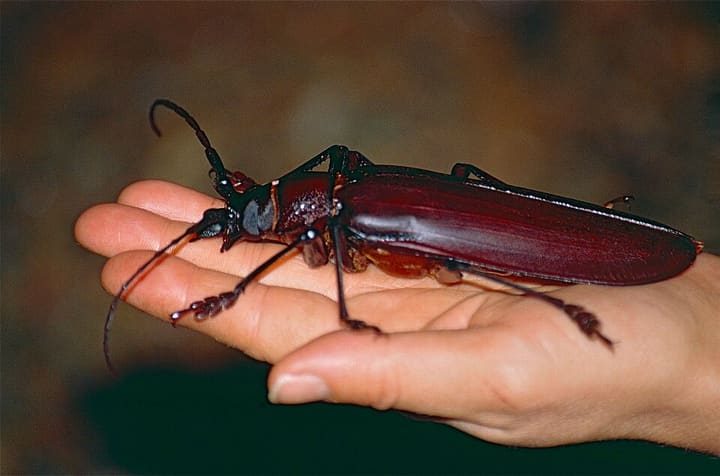 タイタンオオウスバカミキリ
