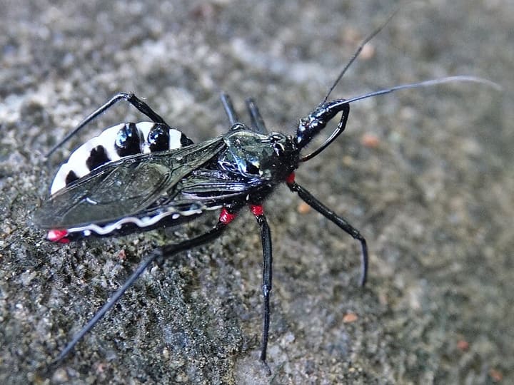 ヨコヅナサシガメ